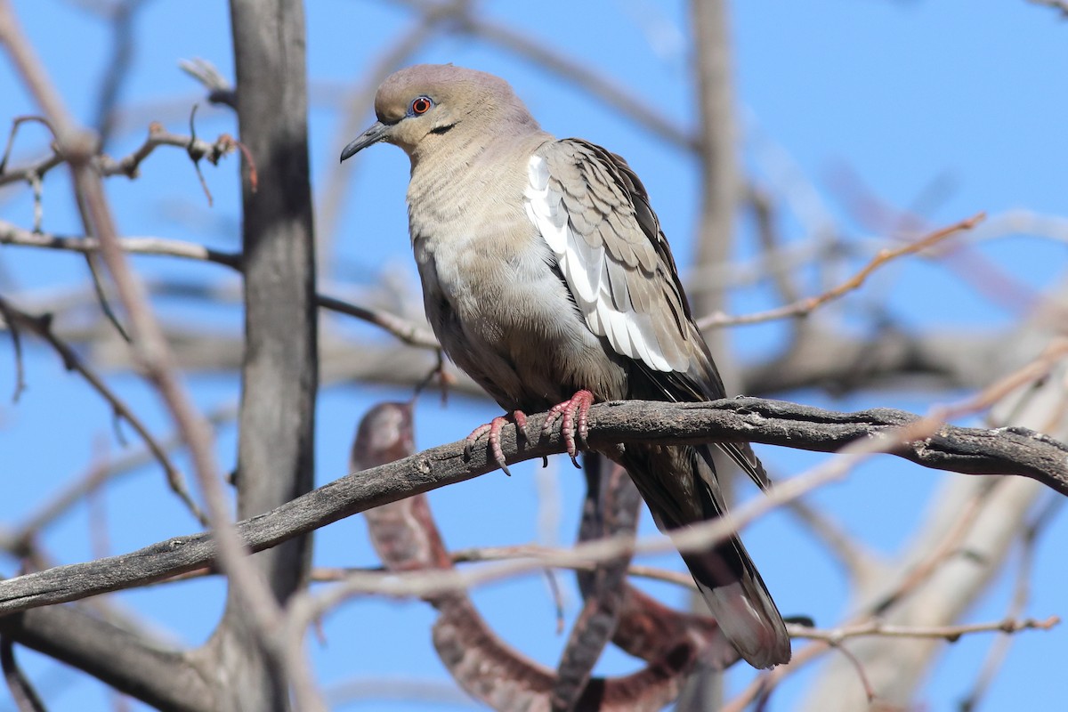 White-winged Dove - ML613727042