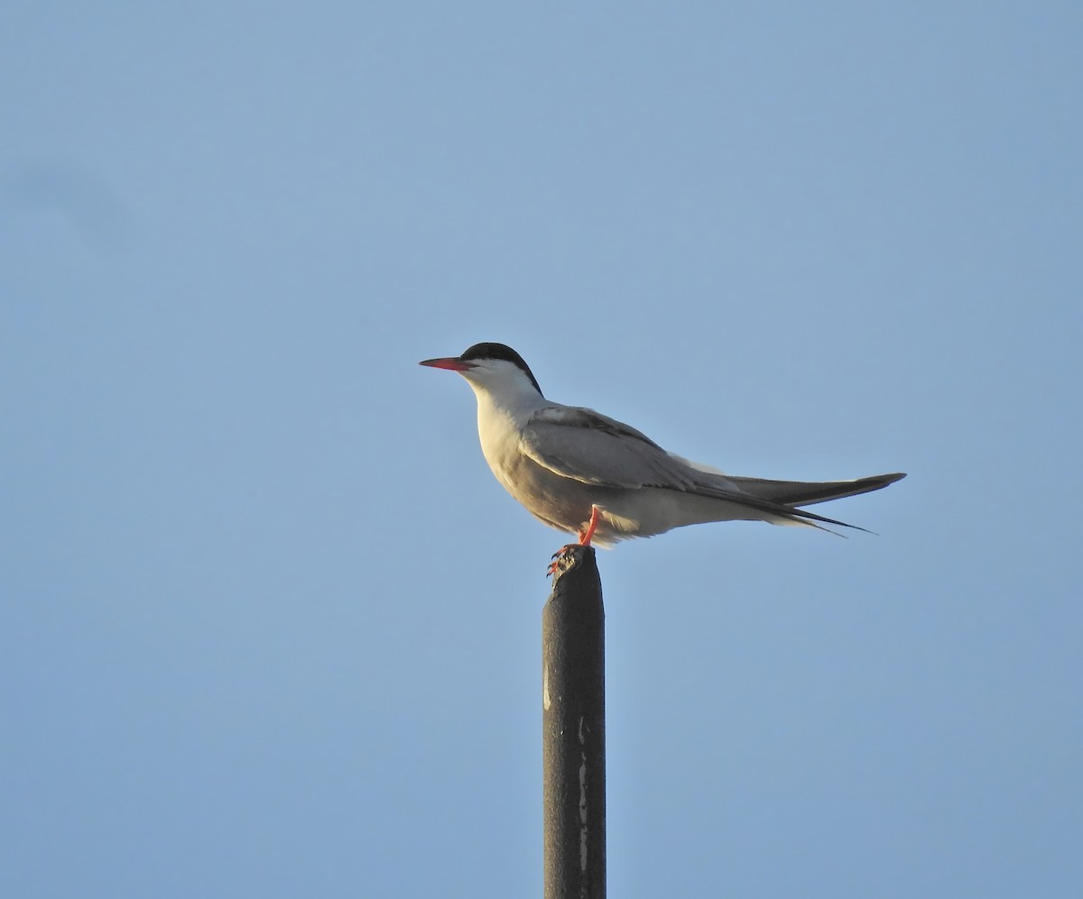 Common Tern - ML613727049