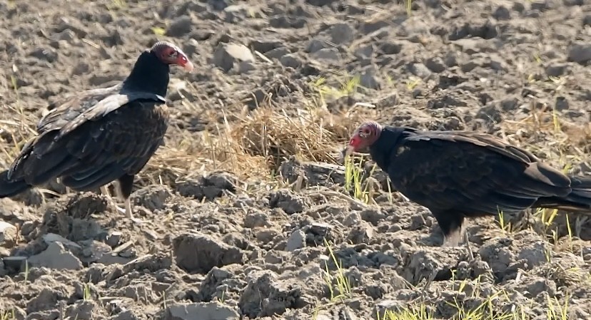 Turkey Vulture - ML613727118