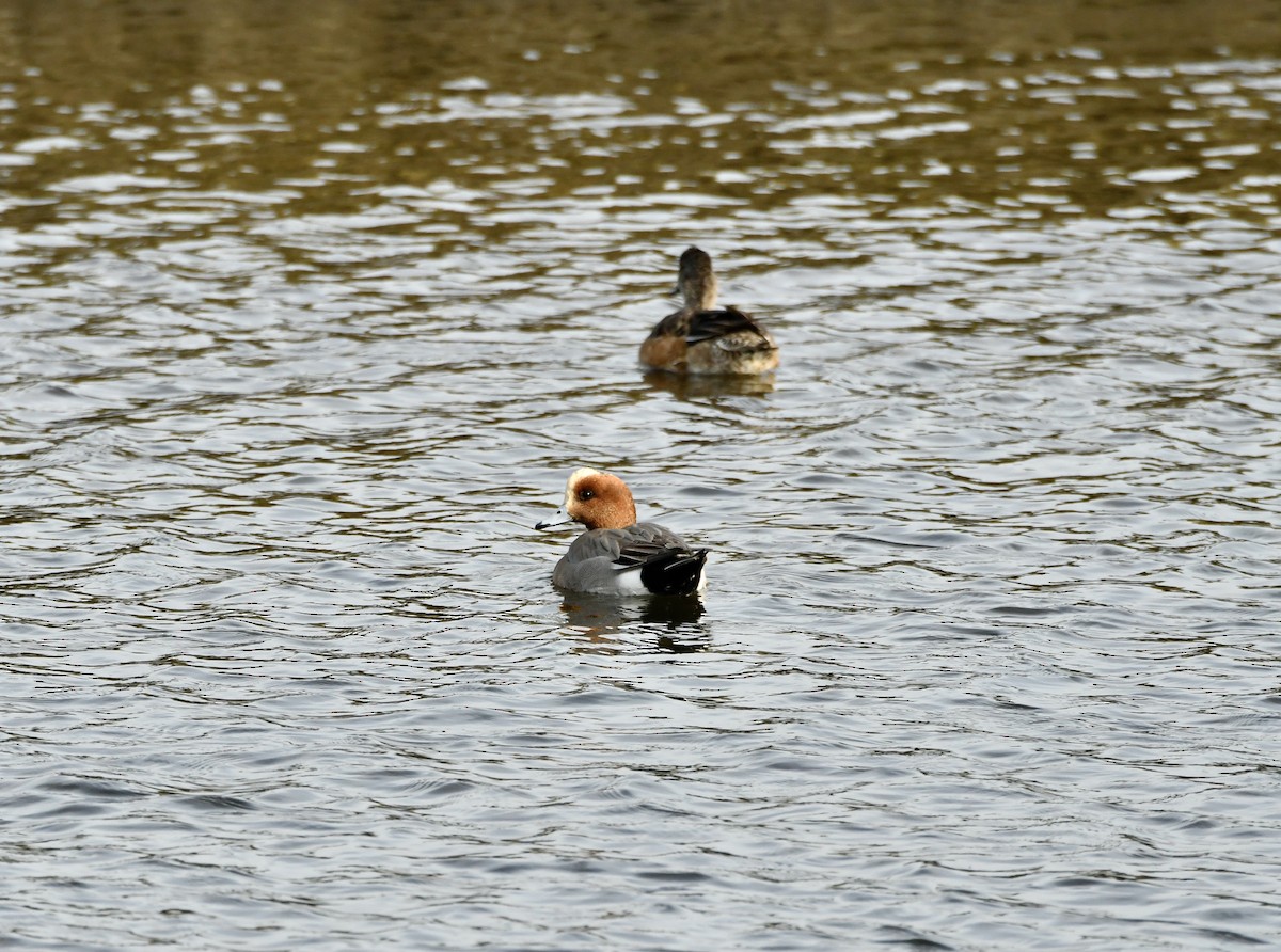 Eurasian Wigeon - ML613727136