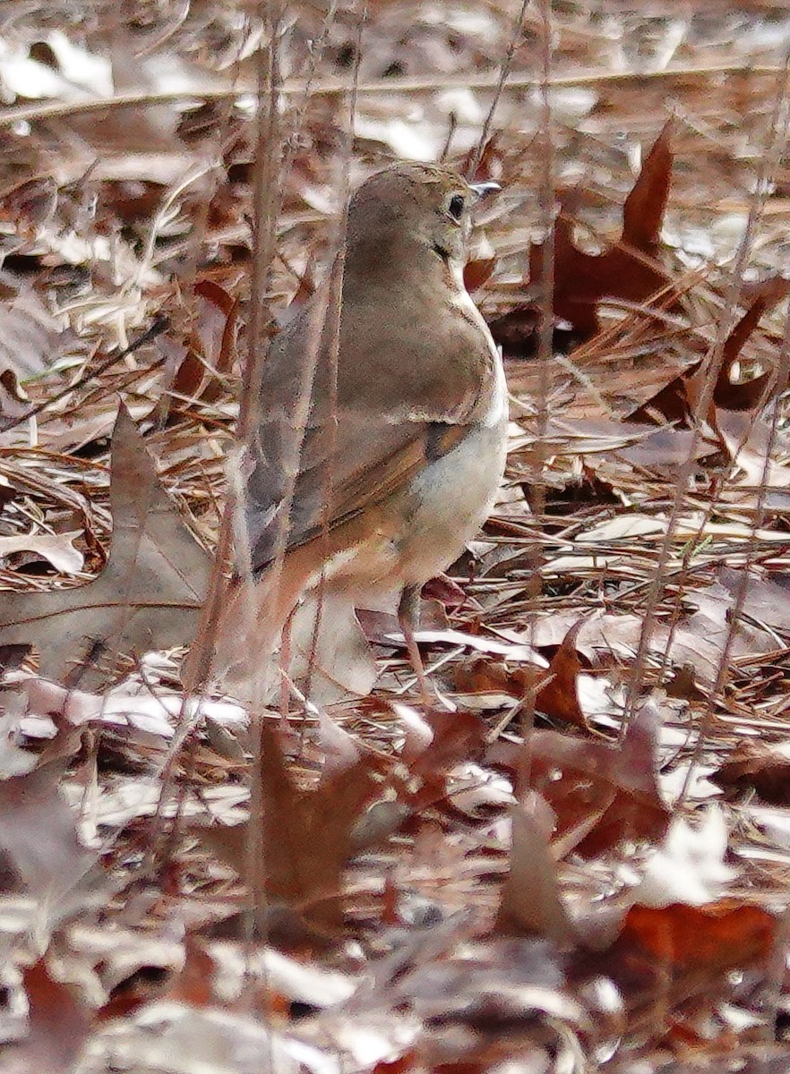 Hermit Thrush - ML613727148
