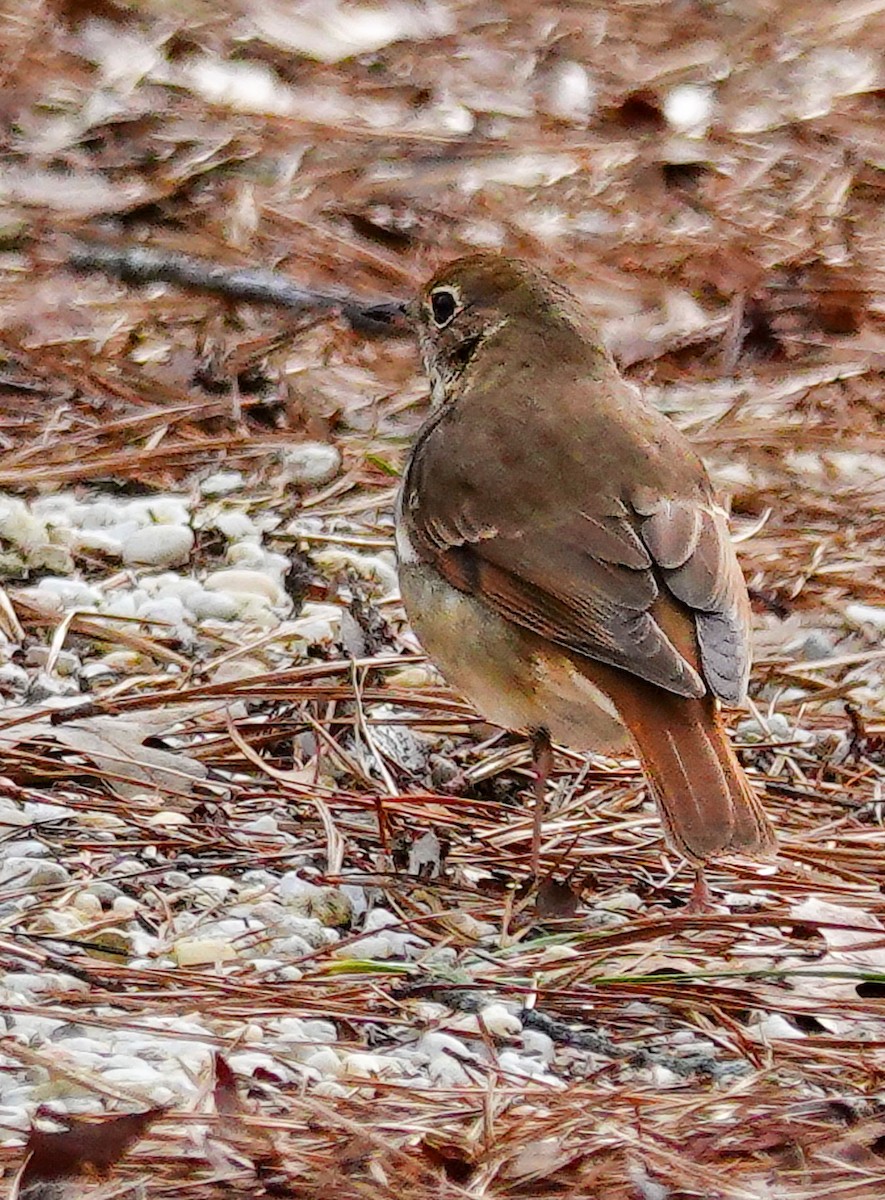 Hermit Thrush - ML613727149