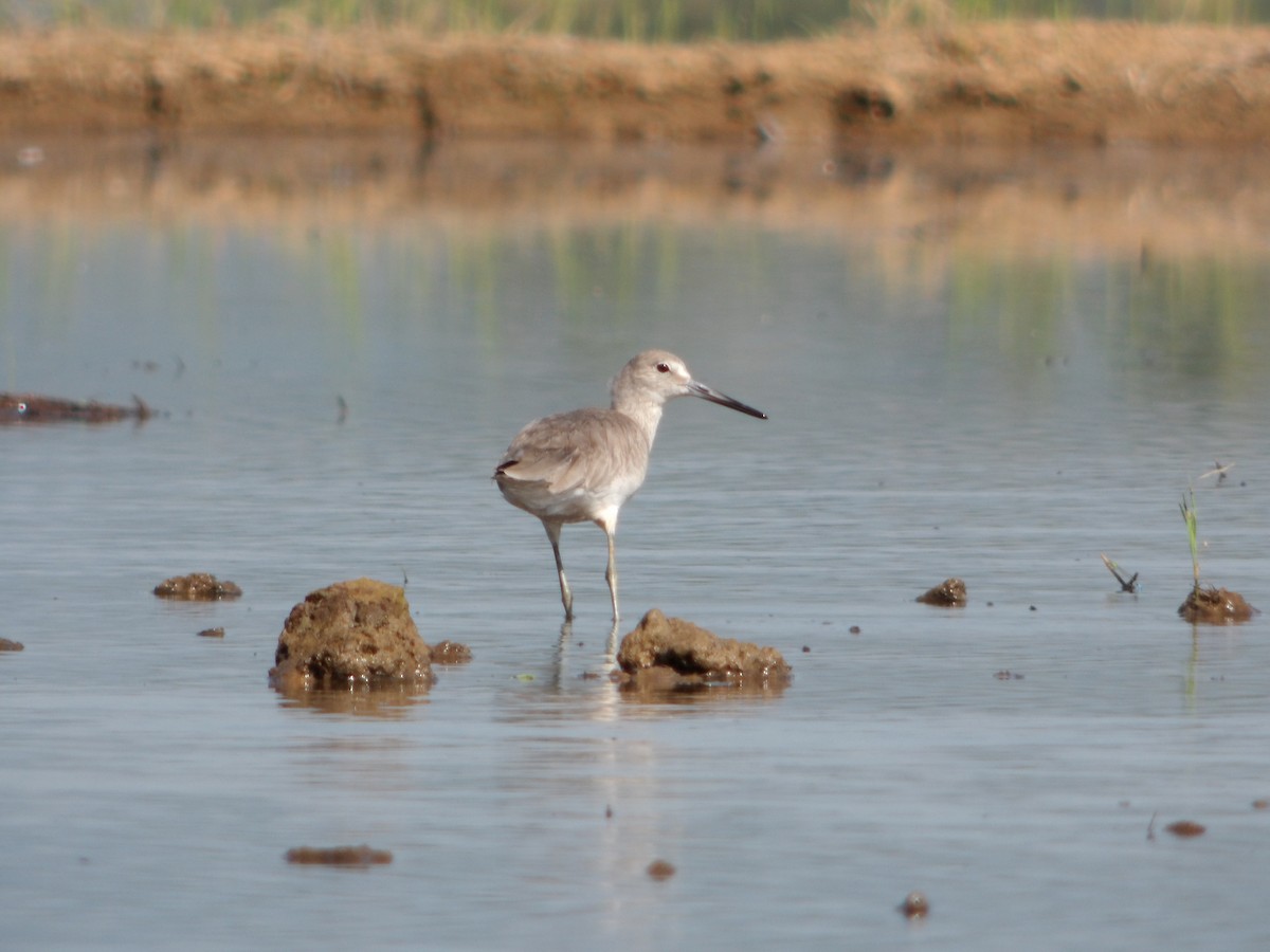 Willet - ML613727198