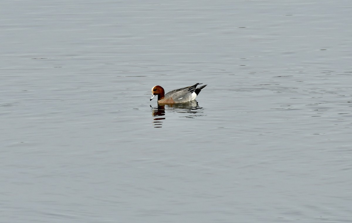 Eurasian Wigeon - ML613727239