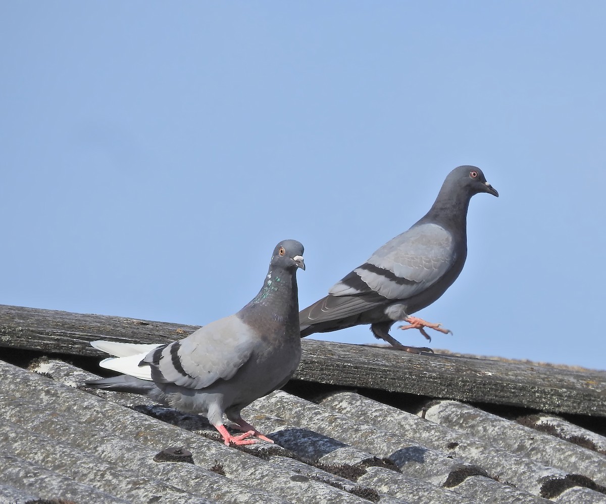 Rock Pigeon (Feral Pigeon) - ML613727259