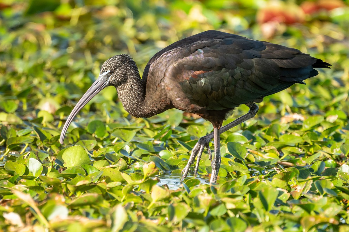 Glossy Ibis - Brad Imhoff