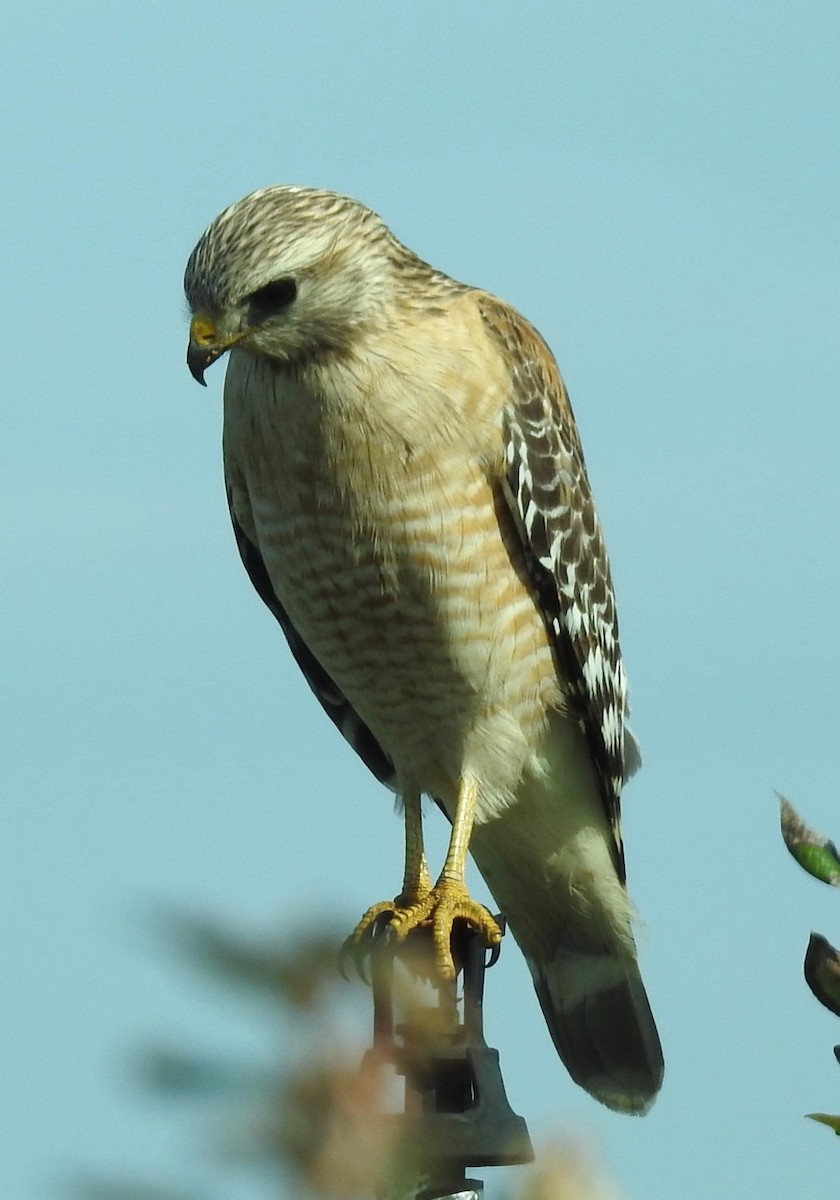 Red-shouldered Hawk - ML613727306