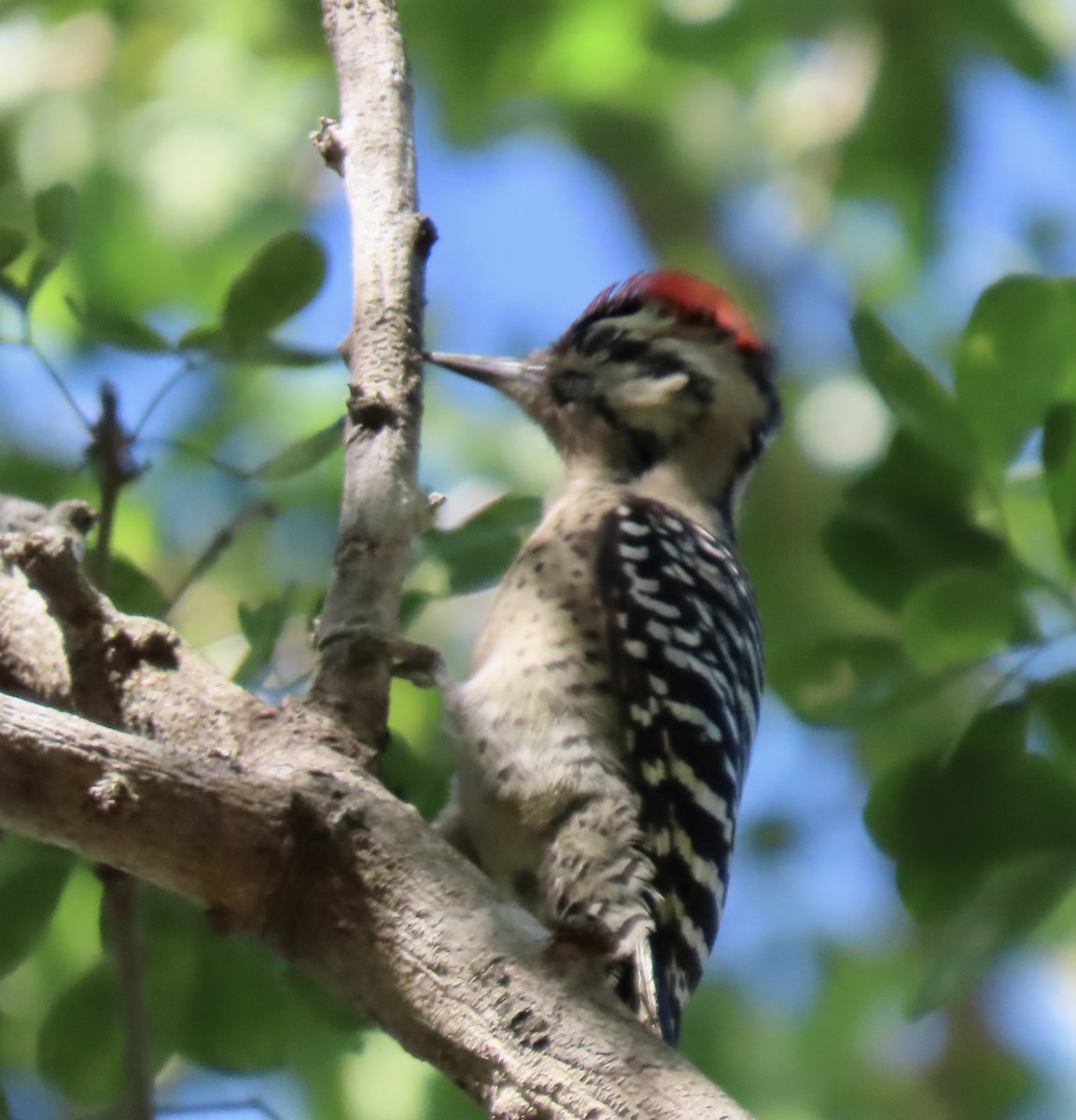 Ladder-backed Woodpecker - ML613727385