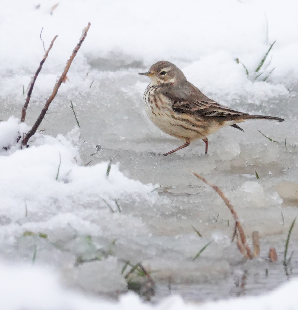 Pipit d'Amérique - ML613727405