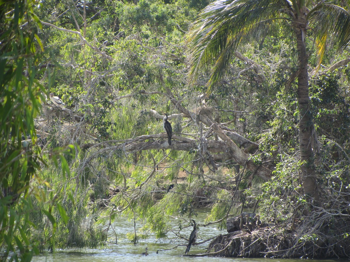 Austral-Schlangenhalsvogel - ML613727410