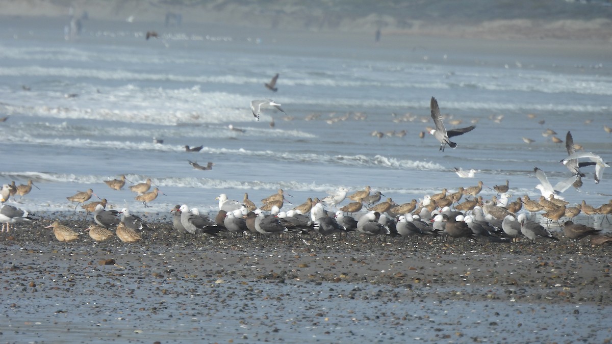 Marbled Godwit - ML613727446