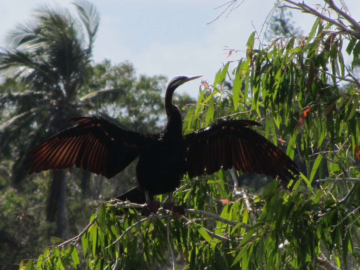 Austral-Schlangenhalsvogel - ML613727477