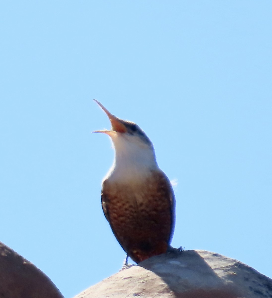 Canyon Wren - ML613727478