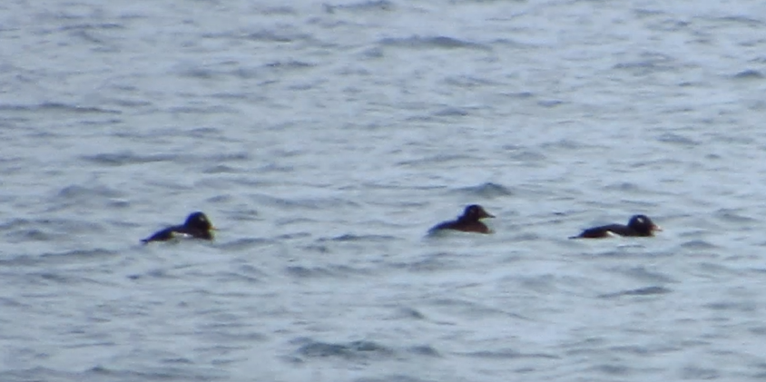 White-winged Scoter - ML613727543