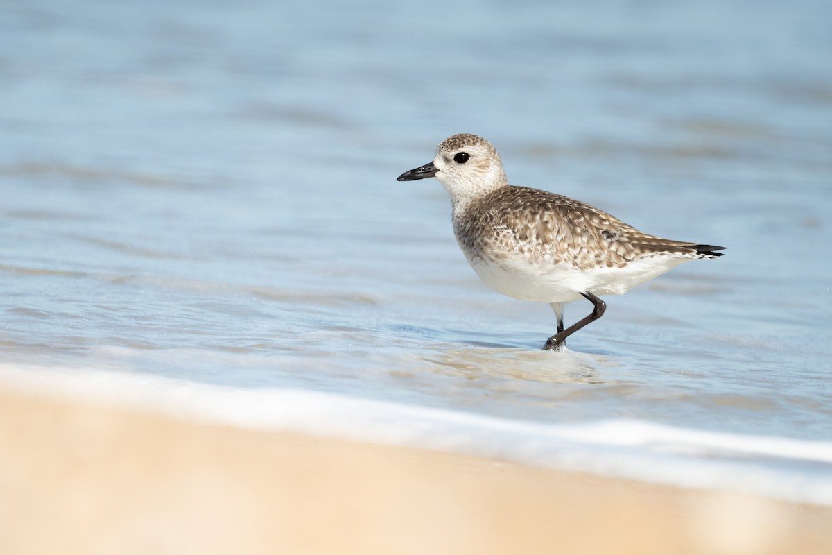 Black-bellied Plover - Brad Imhoff