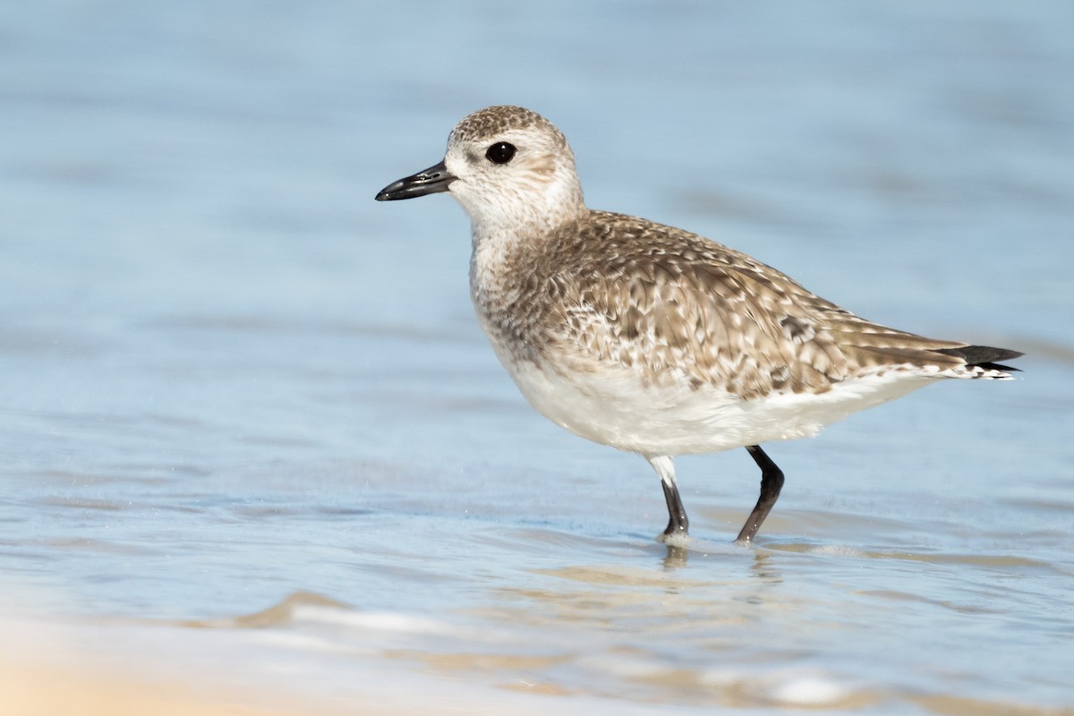 Black-bellied Plover - Brad Imhoff