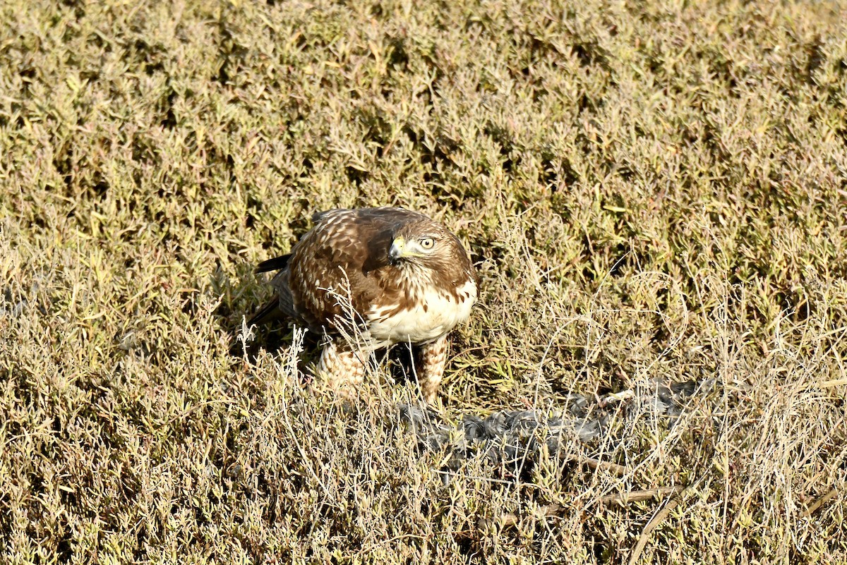 Buse à queue rousse - ML613727625