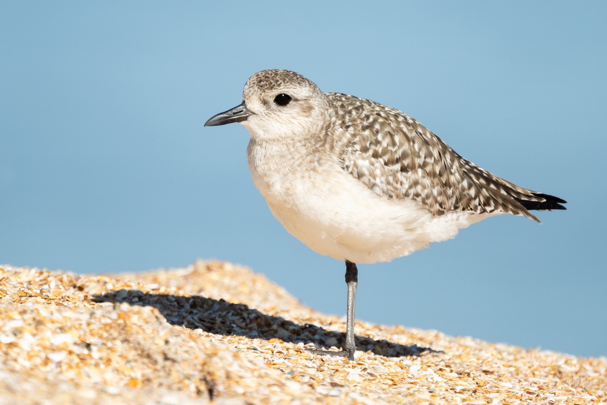 Black-bellied Plover - Brad Imhoff