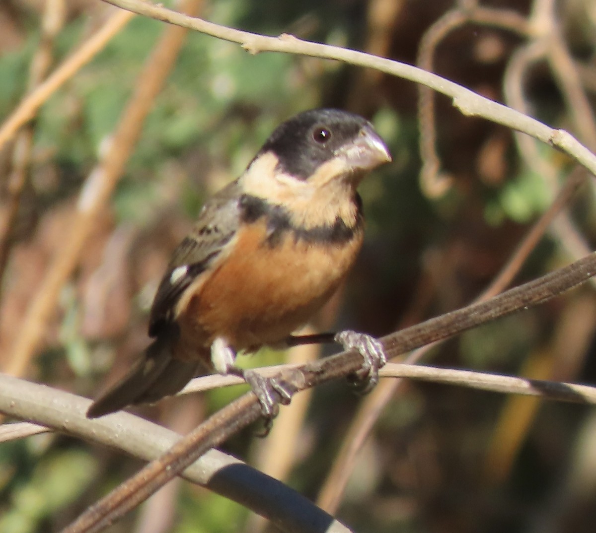 Cinnamon-rumped Seedeater - ML613727737