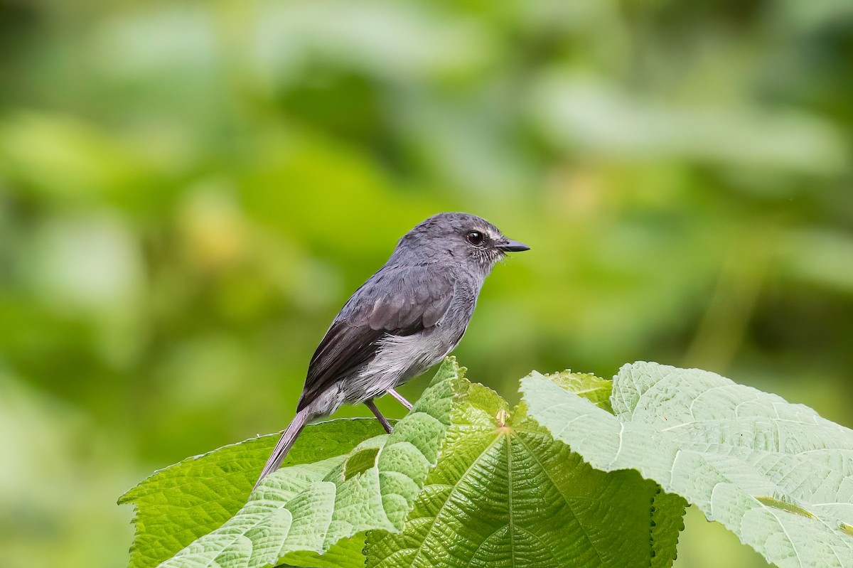 Dusky-blue Flycatcher - ML613727753