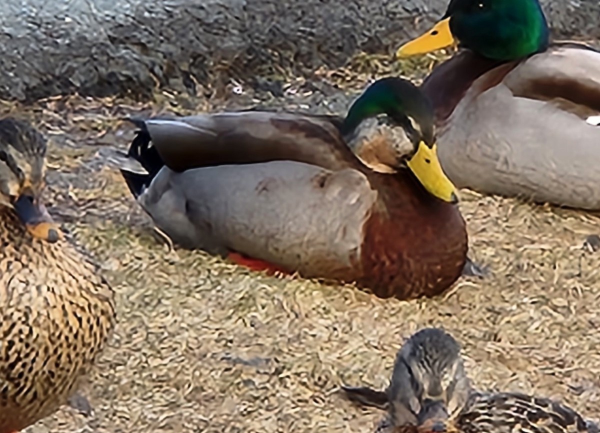 Mallard x American Black Duck (hybrid) - ML613727797