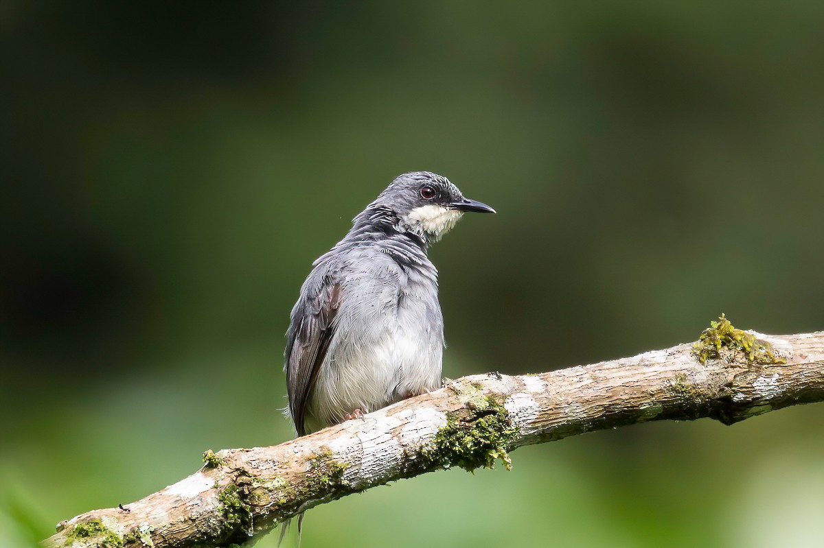 White-chinned Prinia - ML613727901