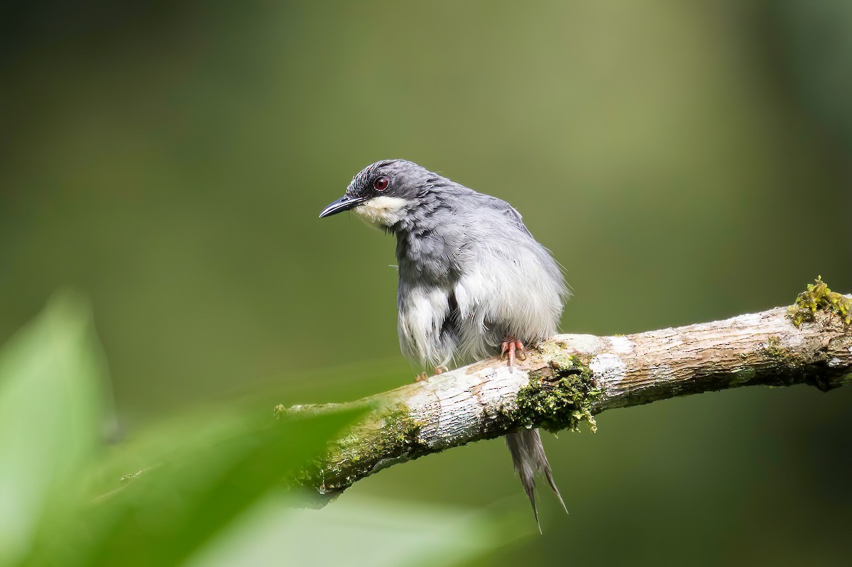 Apalis à gorge blanche - ML613727902