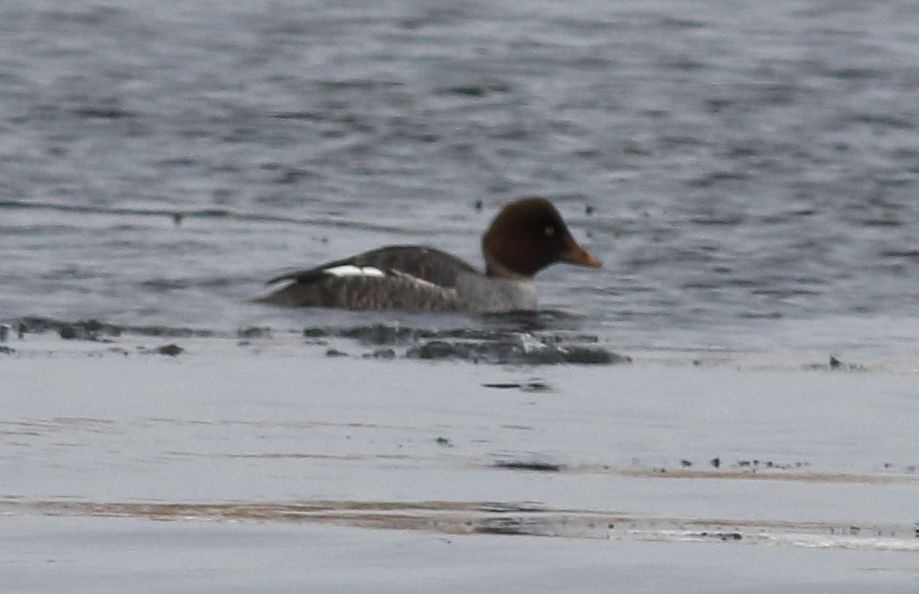 Common Goldeneye - ML613727979