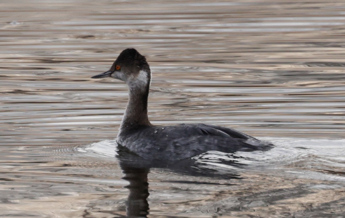 Eared Grebe - ML613727988