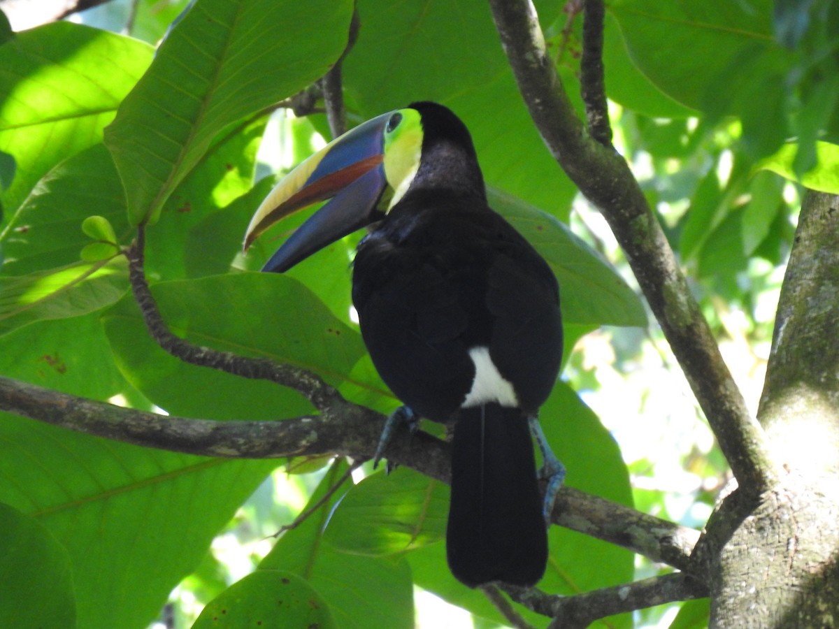 Yellow-throated Toucan - ML613727991
