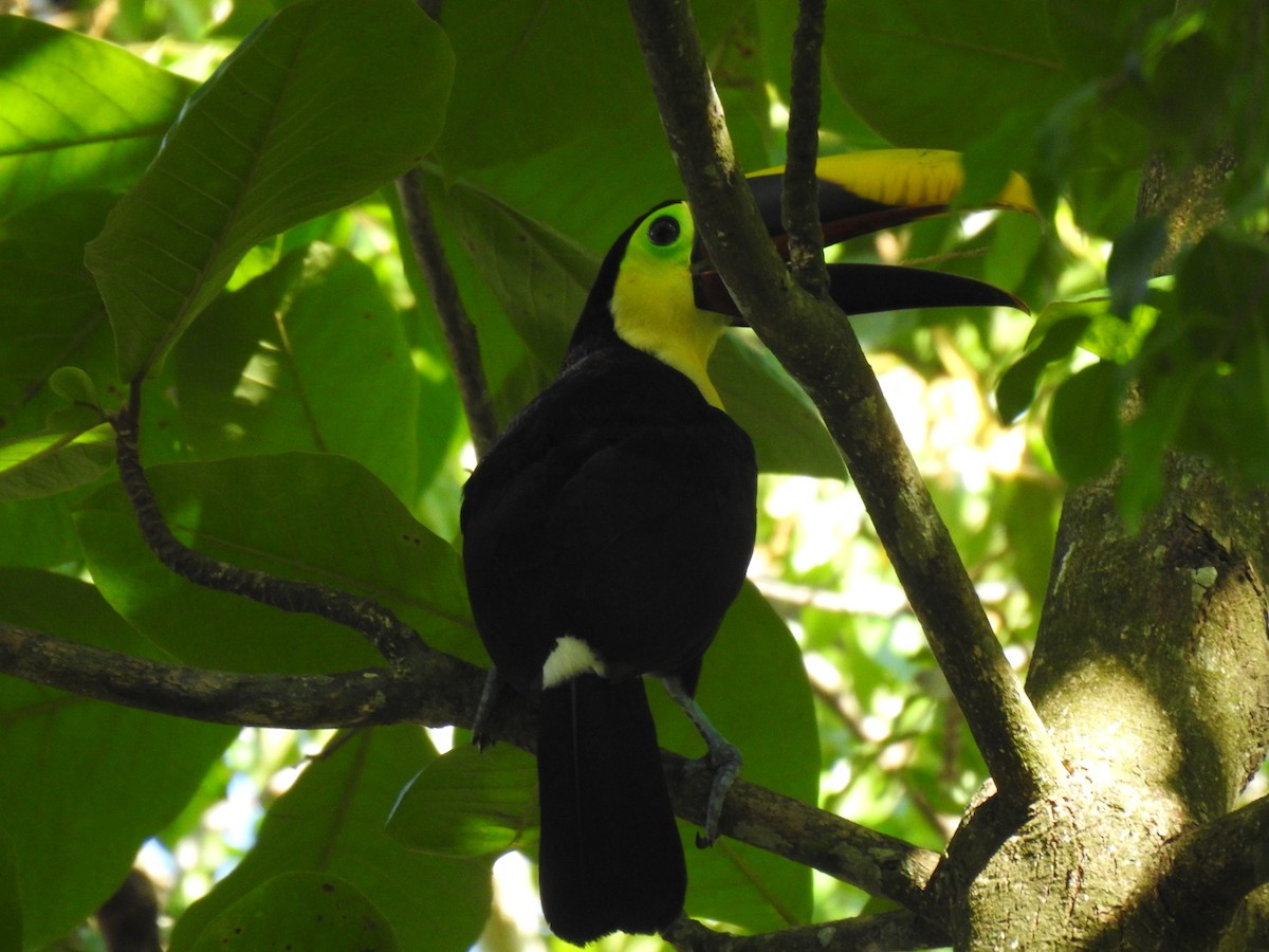 Yellow-throated Toucan - ML613727992