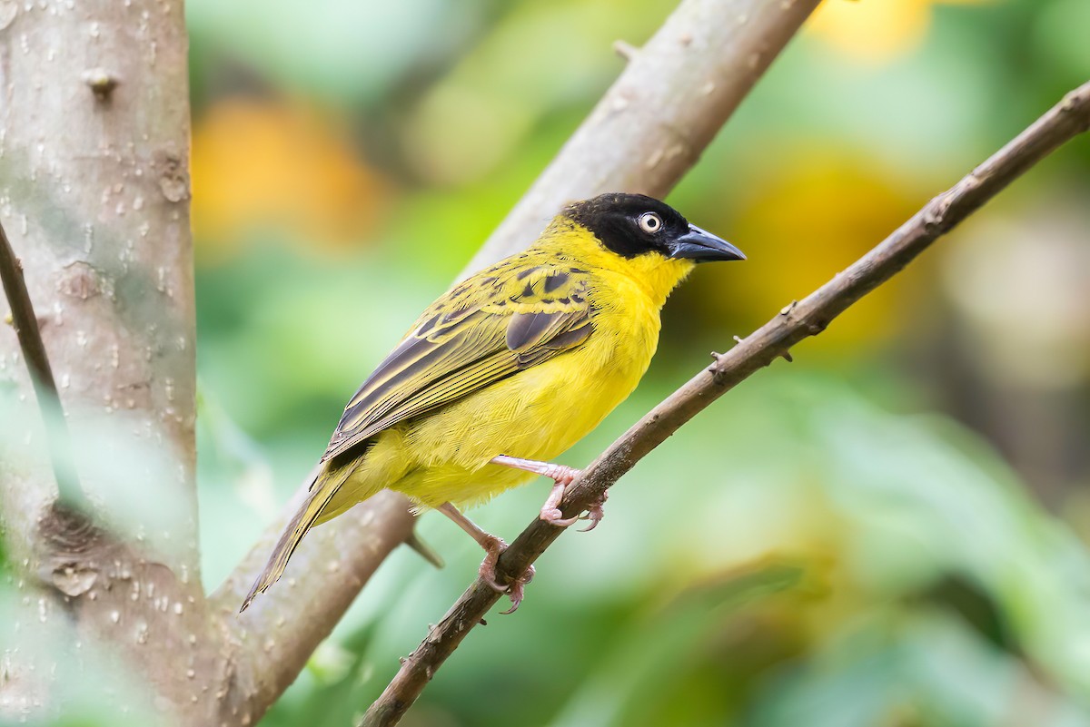 Baglafecht Weaver - ML613728005