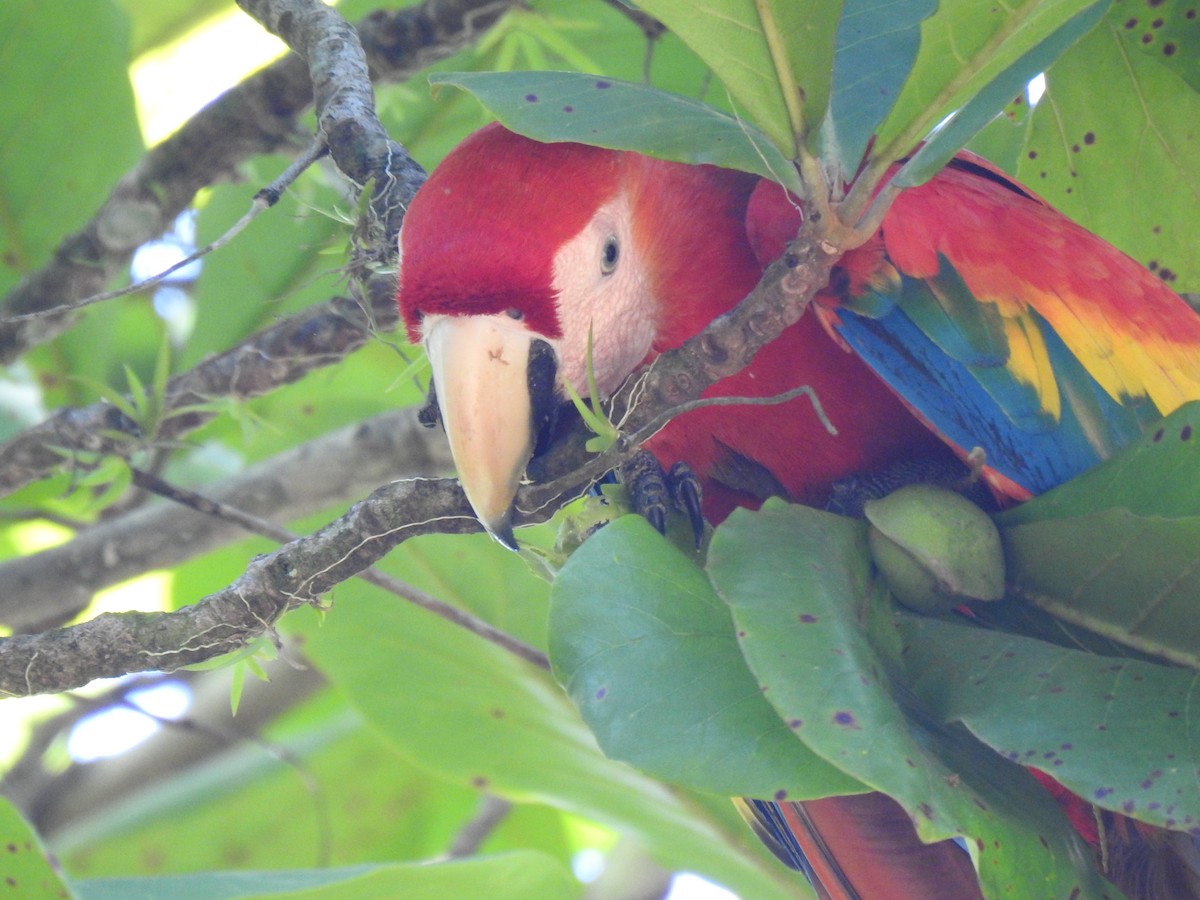 Guacamayo Macao - ML613728025