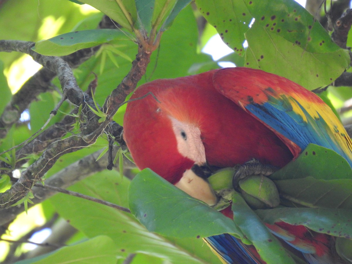 Scarlet Macaw - ML613728026