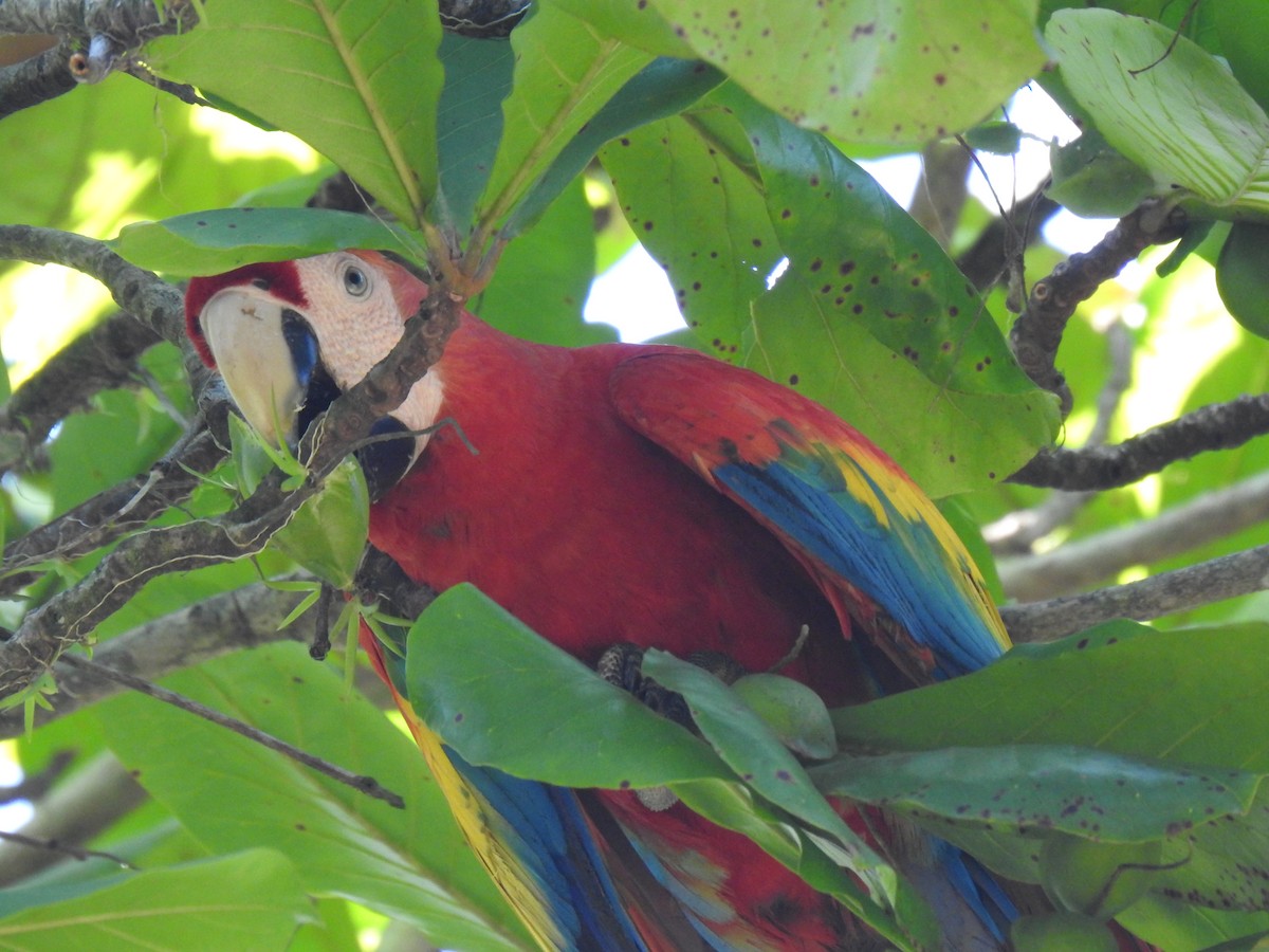 Guacamayo Macao - ML613728027