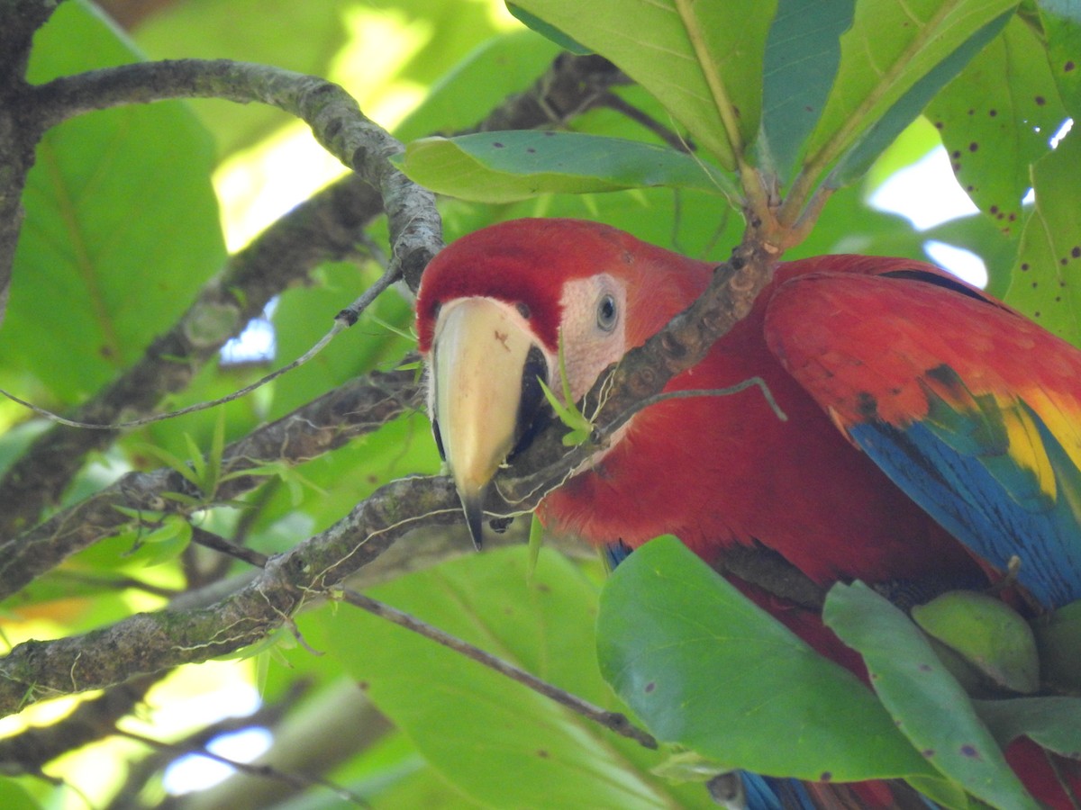 Guacamayo Macao - ML613728028