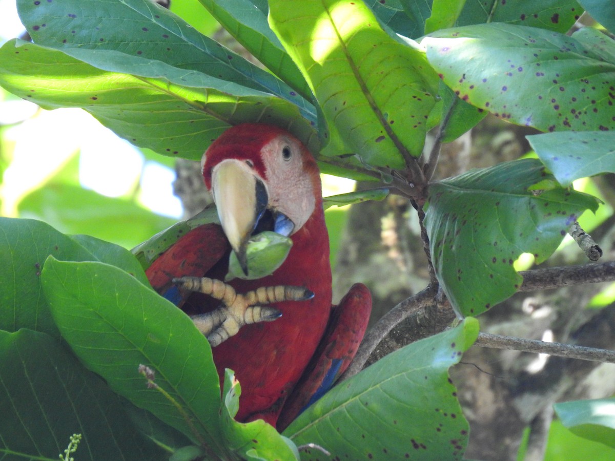 Guacamayo Macao - ML613728063