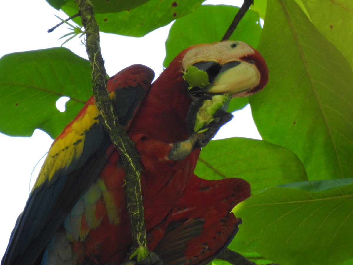 Guacamayo Macao - ML613728064