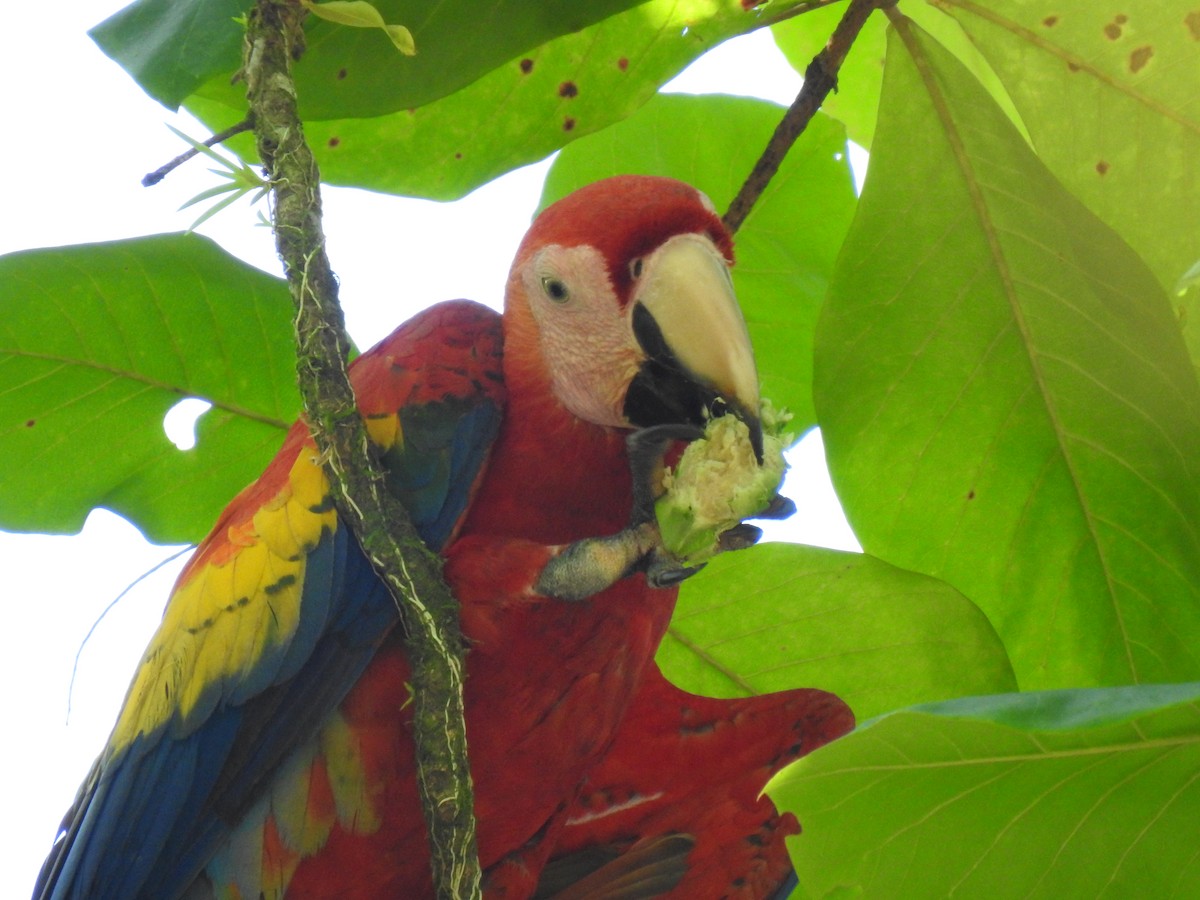 Guacamayo Macao - ML613728065