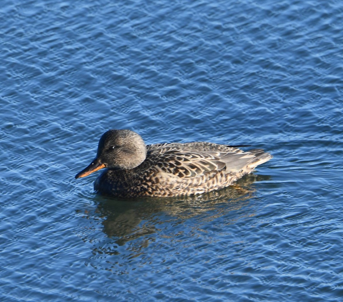 Gadwall - ML613728092