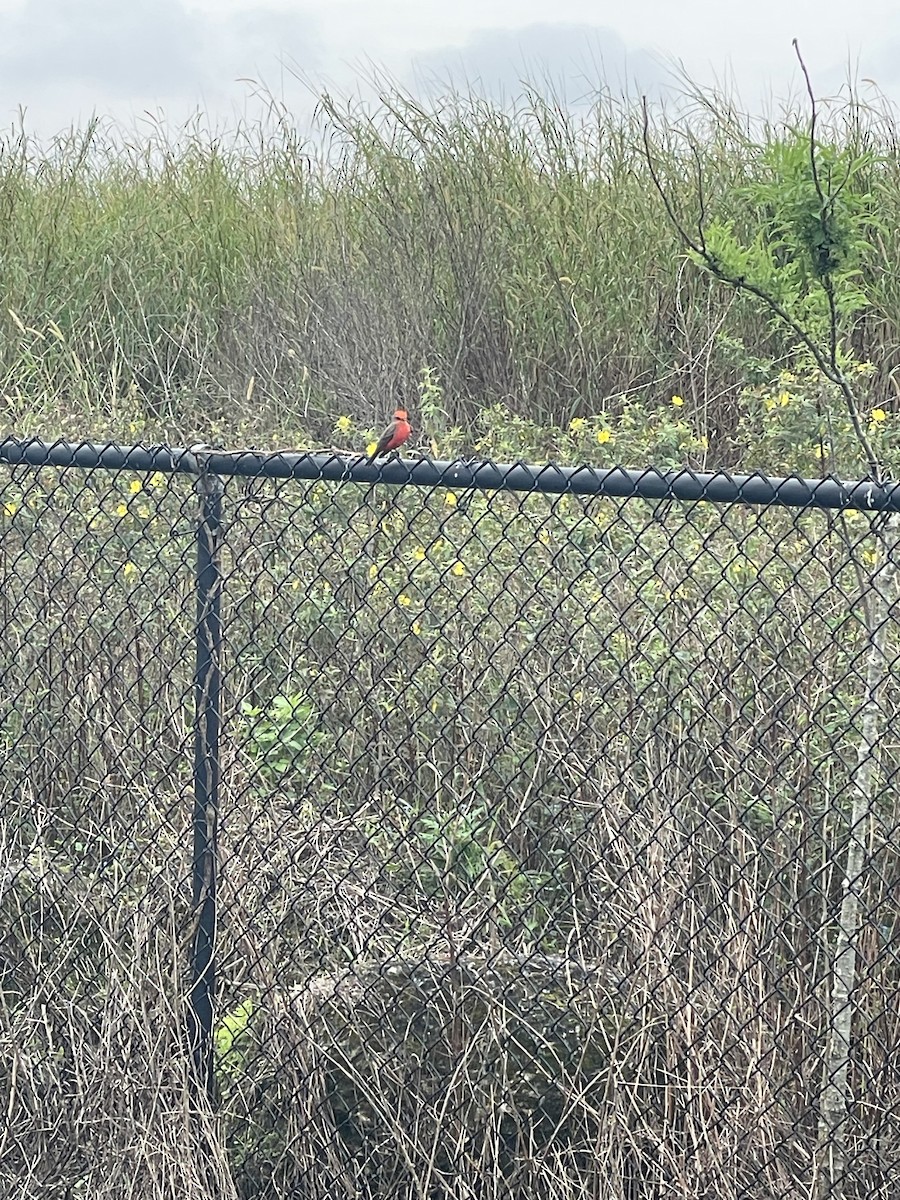 Vermilion Flycatcher - Dylan Beyer