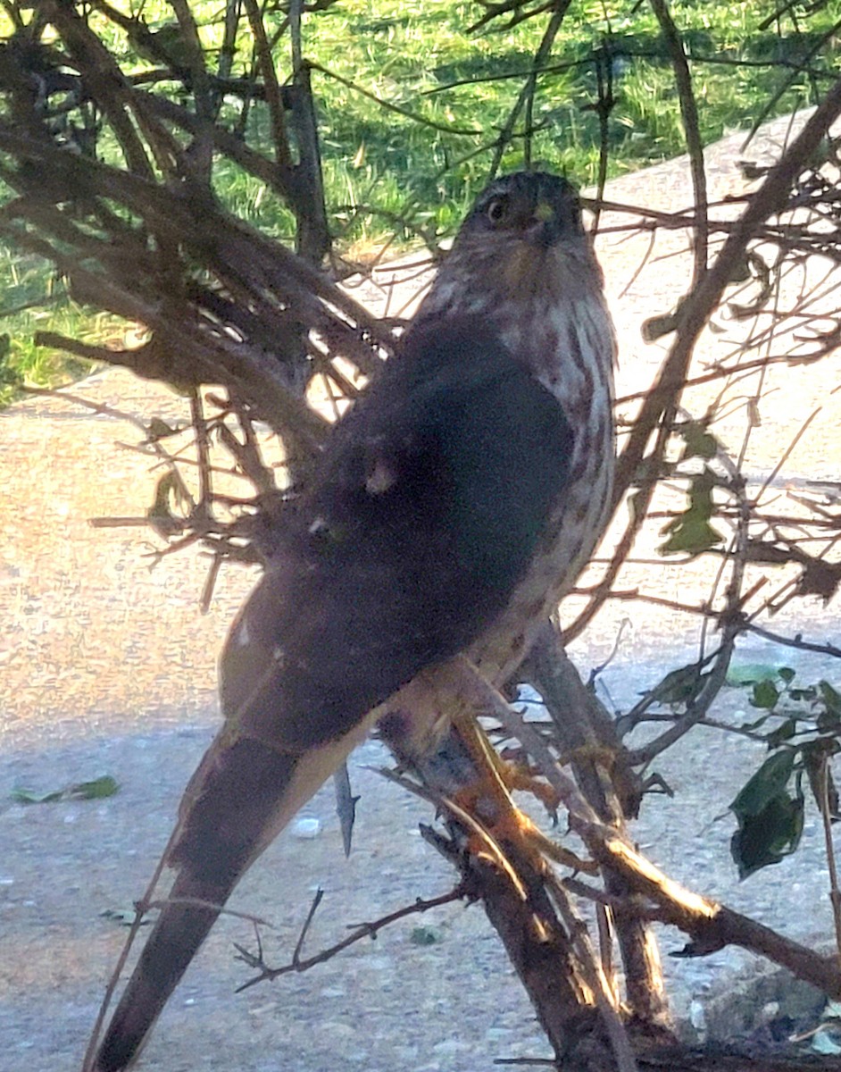 Sharp-shinned Hawk - ML613728118