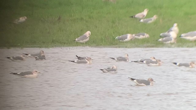 Franklin's Gull - ML613728124