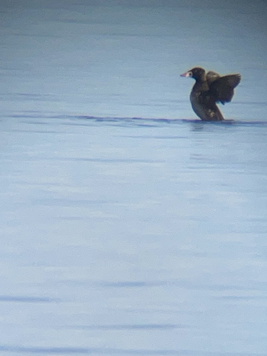 Surf Scoter - Lori Mathis