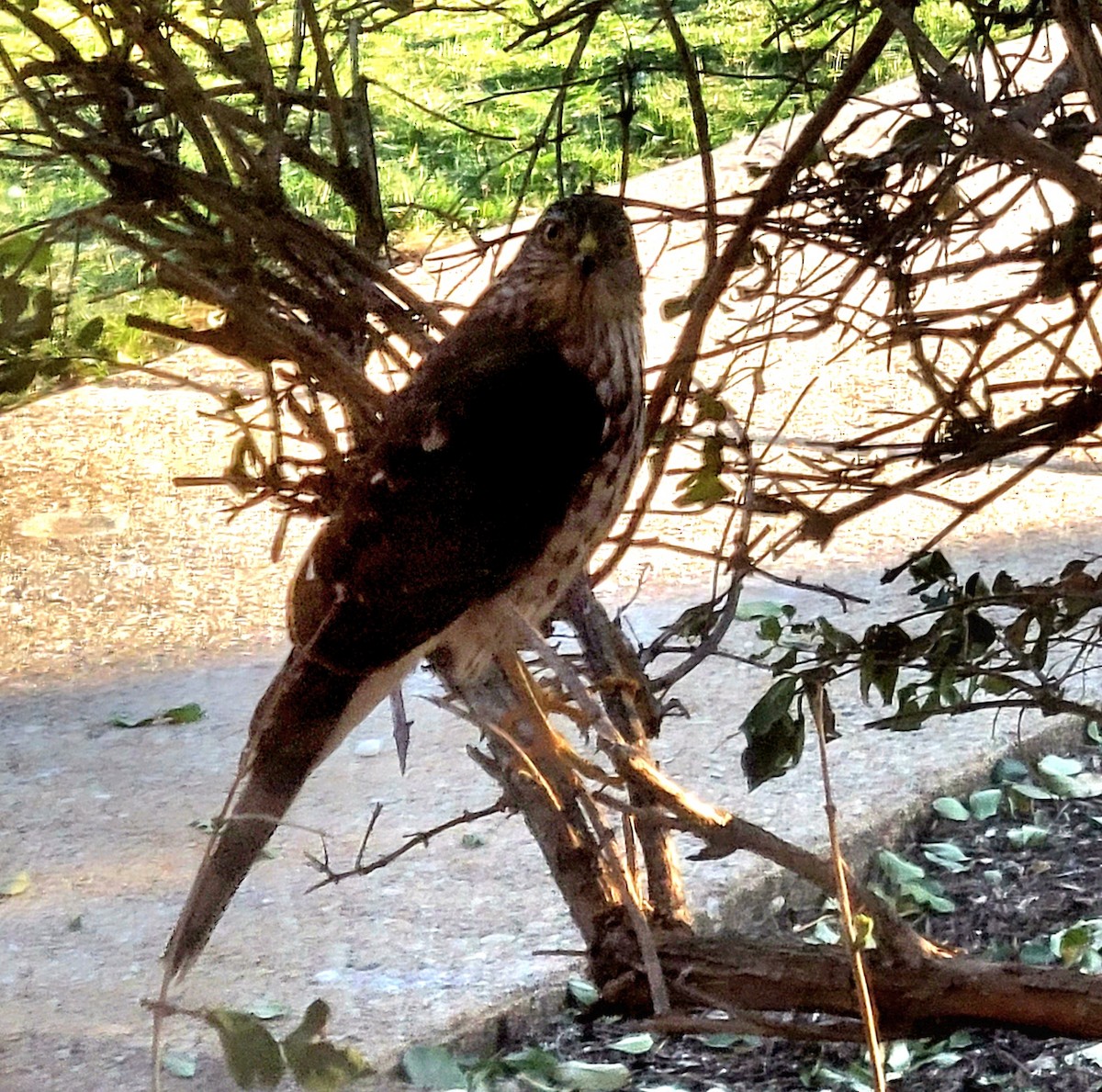 Sharp-shinned Hawk - ML613728233