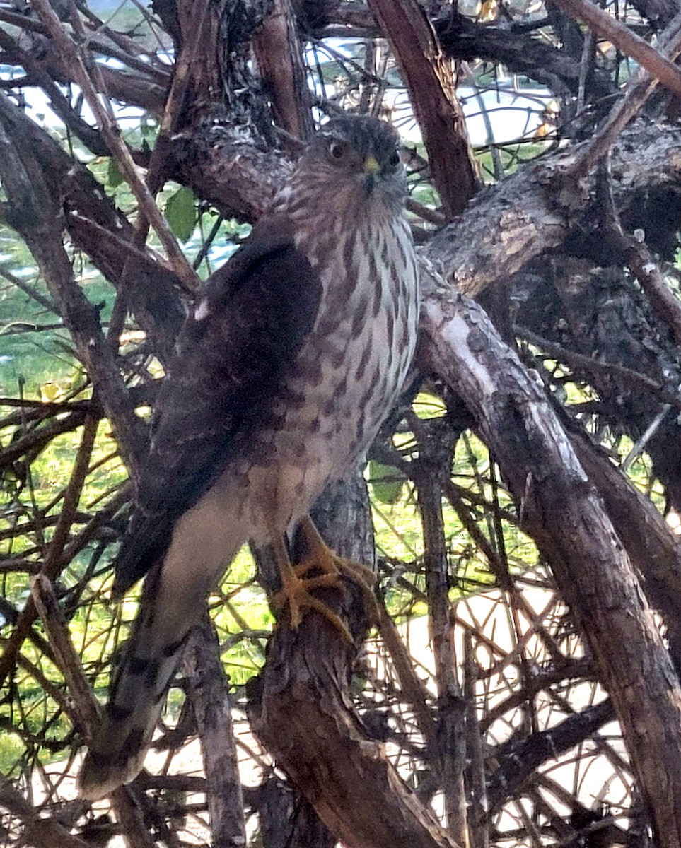 Sharp-shinned Hawk - ML613728234