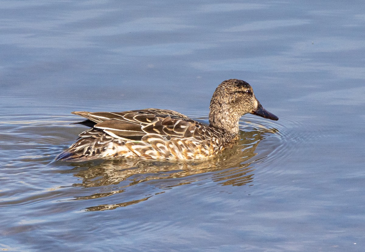 Cinnamon Teal - ML613728326