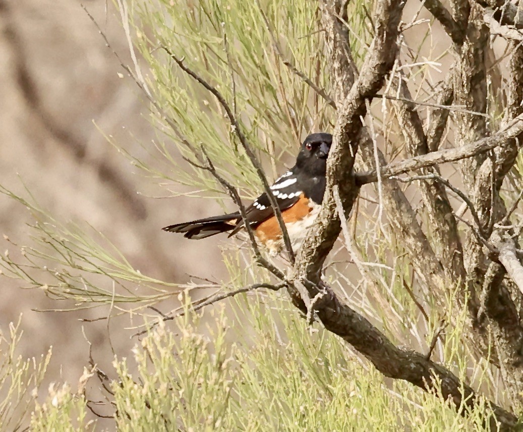Spotted Towhee - ML613728348