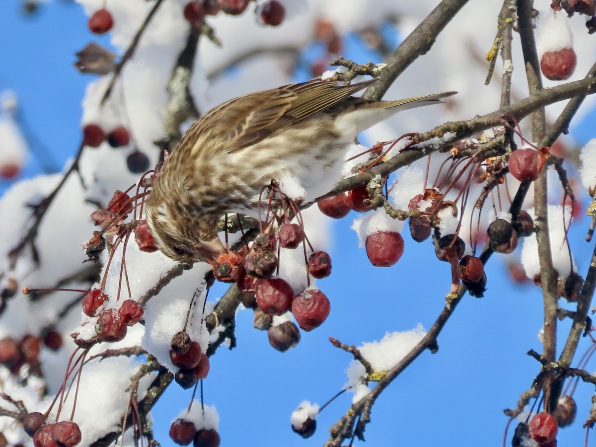 Purple Finch - ML613728349