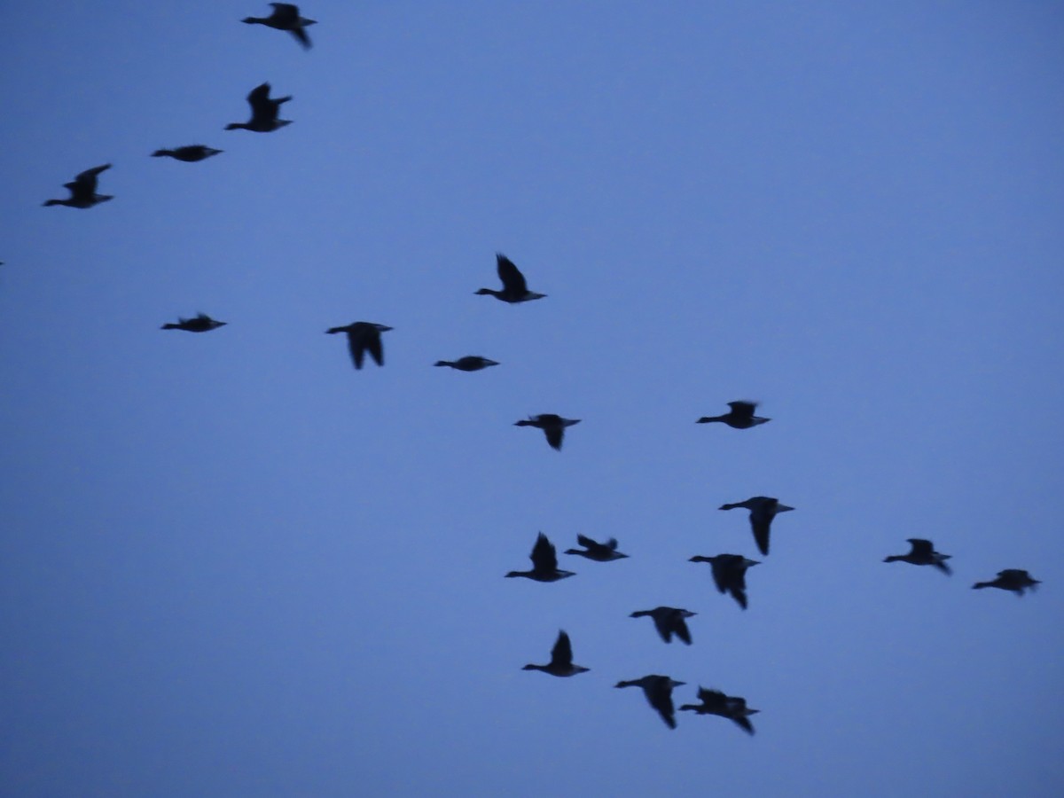 Greater White-fronted Goose - ML613728362